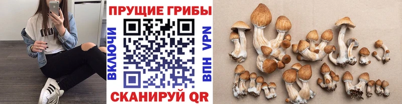 Псилоцибиновые грибы ЛСД Бабаево